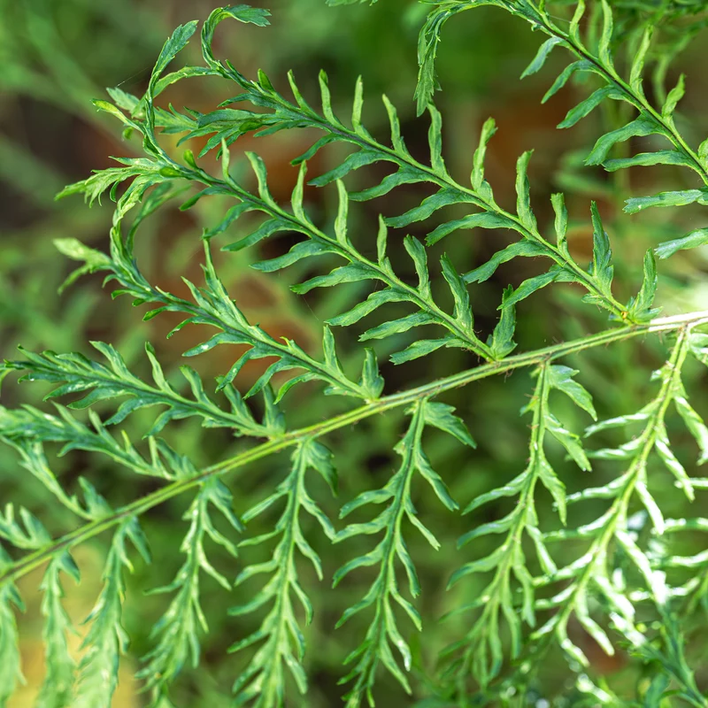 Männlicher Farn Linearis Polydactyla