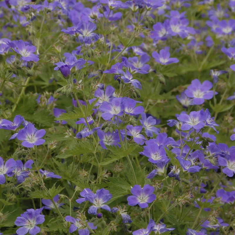 Wald-Storchschnabel ‘Mayflower’