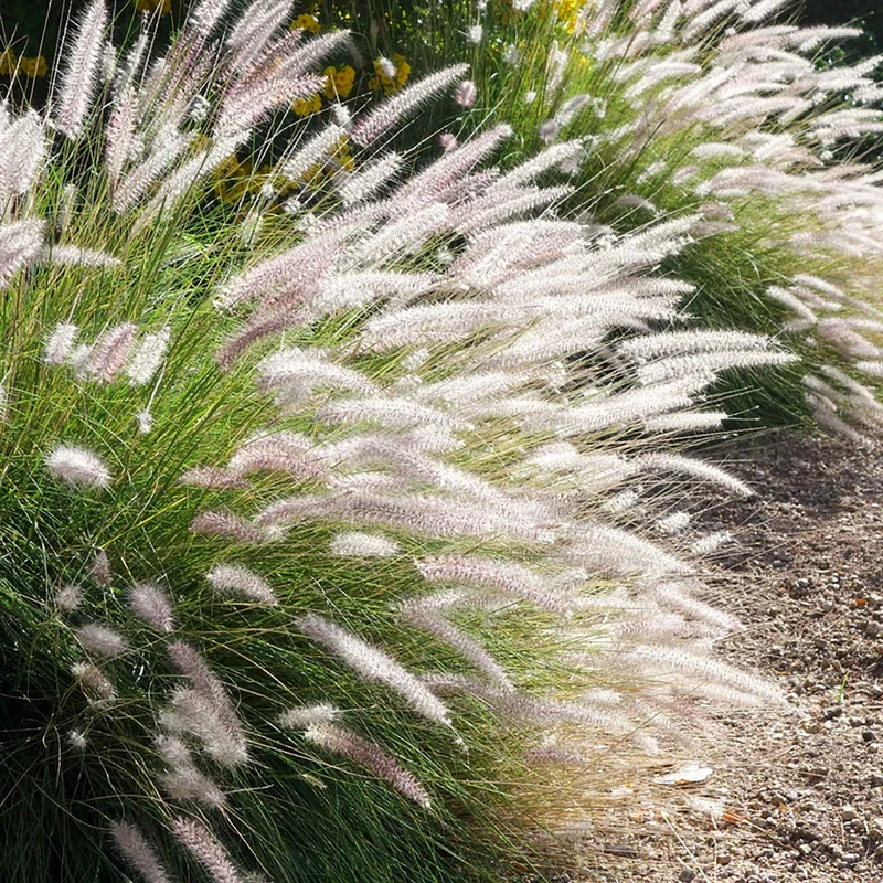 Orient-Lampenputzergras ‘Fairy Tails’
