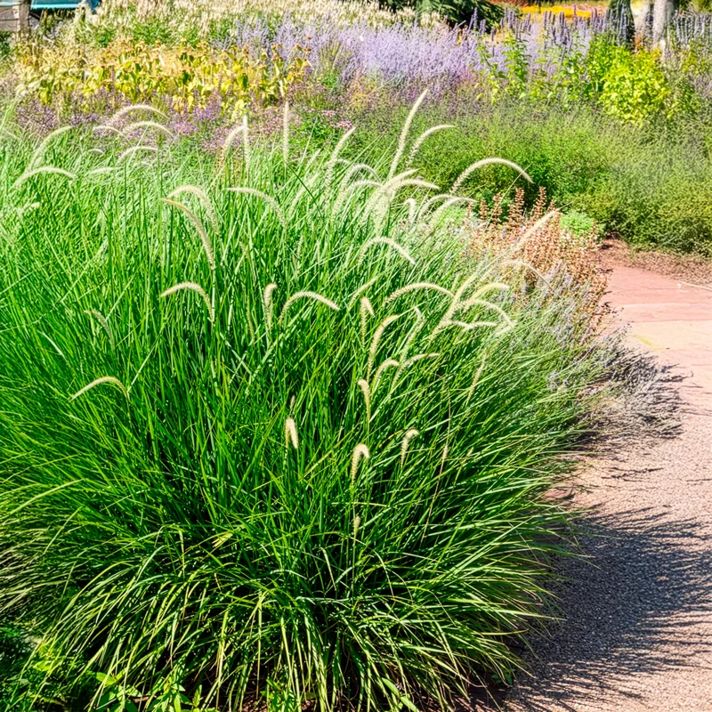 Orient-Lampenputzergras ‘Fairy Tails’