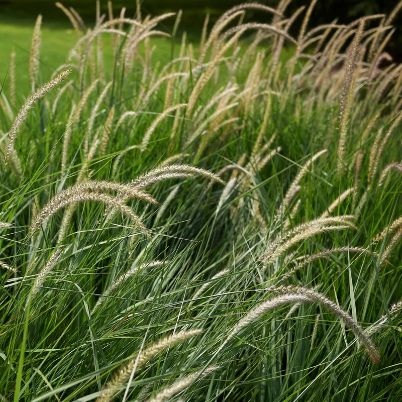 Orient-Lampenputzergras ‘Fairy Tails’