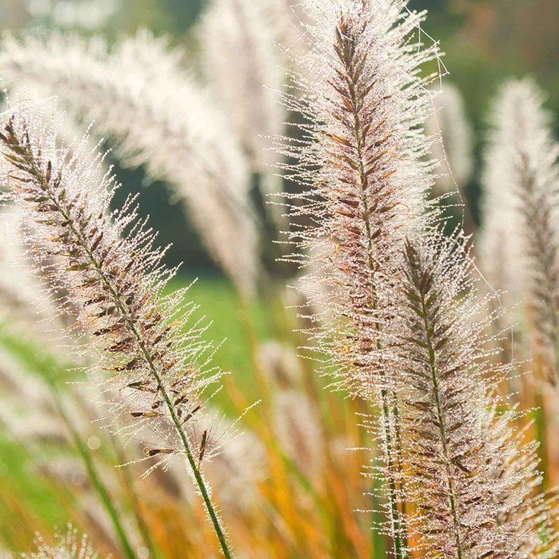 Orient-Lampenputzergras ‘Fairy Tails’