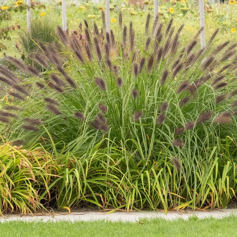 Lampenputzergras ‘Viridescens’