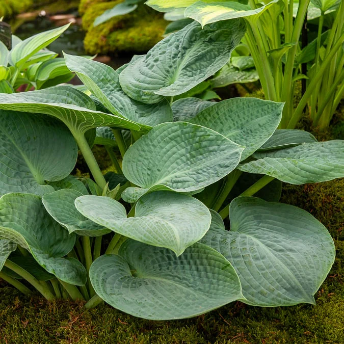 Hosta Big Daddy Funkia