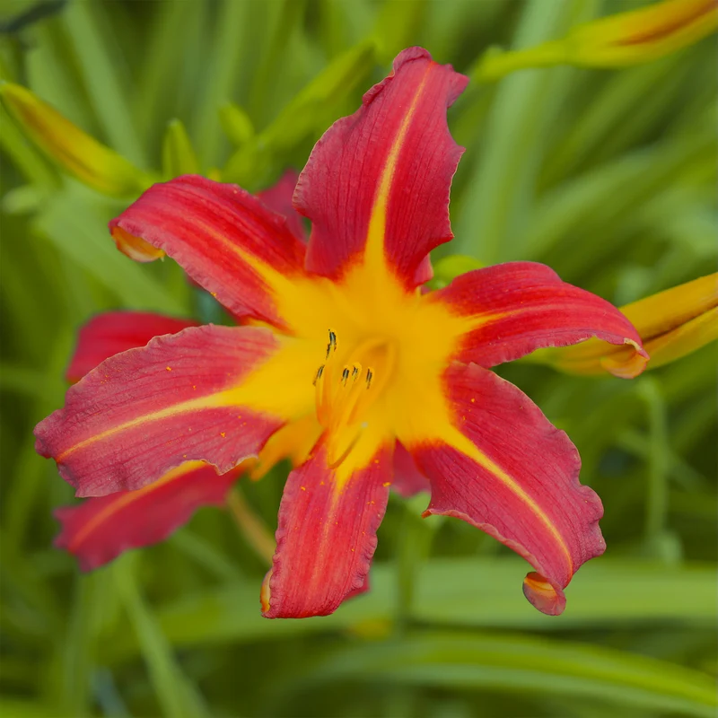 Taglilie ‘Autumn Red’