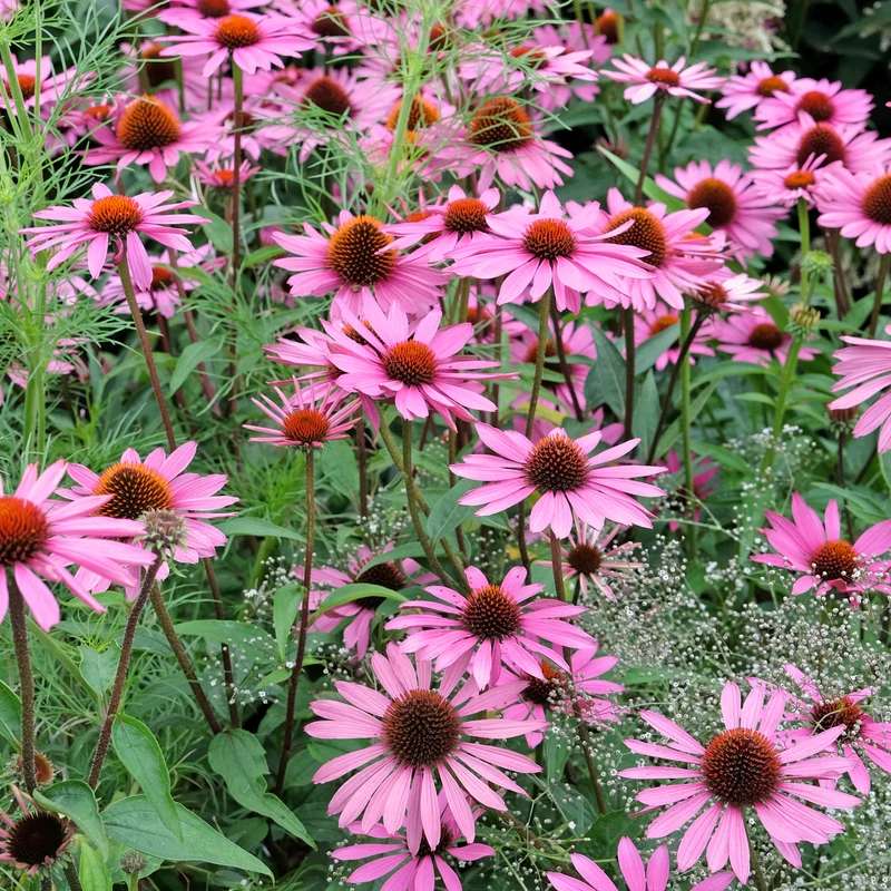 Sonnenhut ‘Rubinstern’