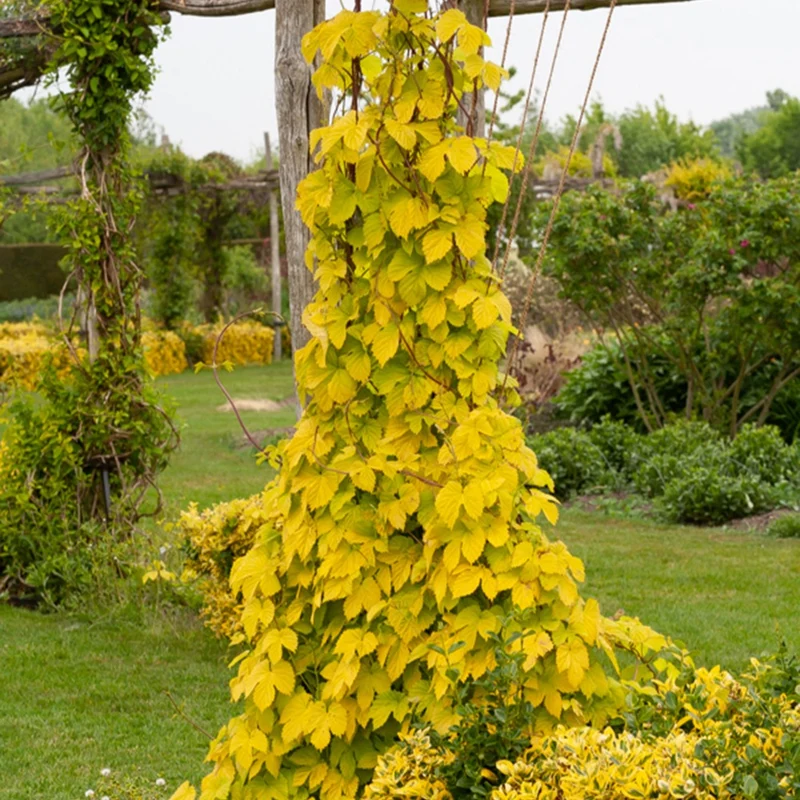 Gold-Hopfen Aureus