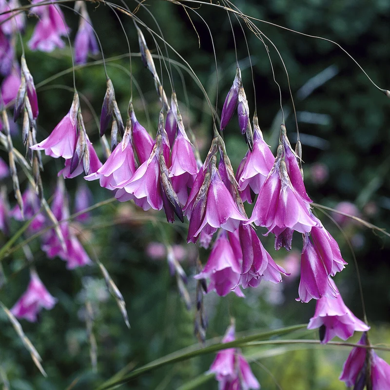 Engelstrompeten-Lilie