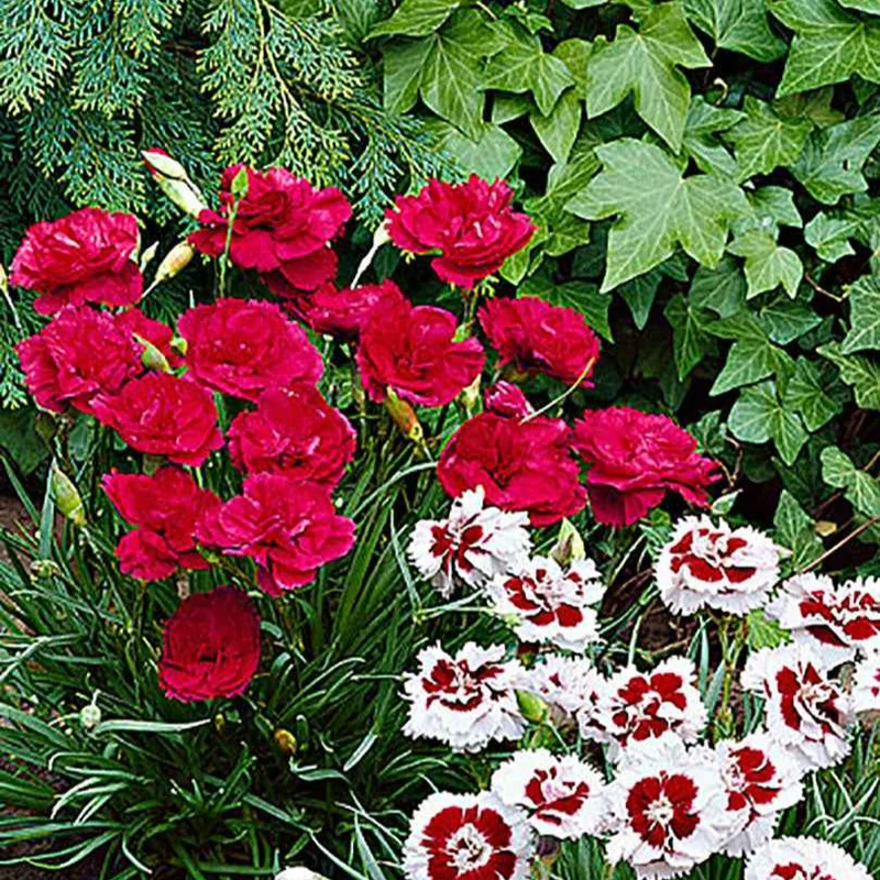 Duft-Nelke ‘David’