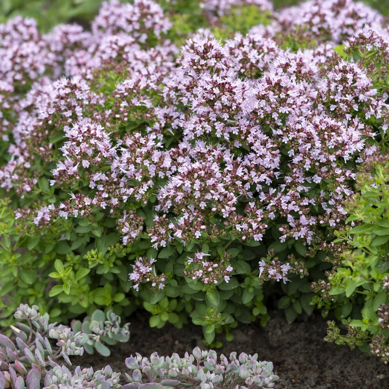Oregano ‘Compactum’