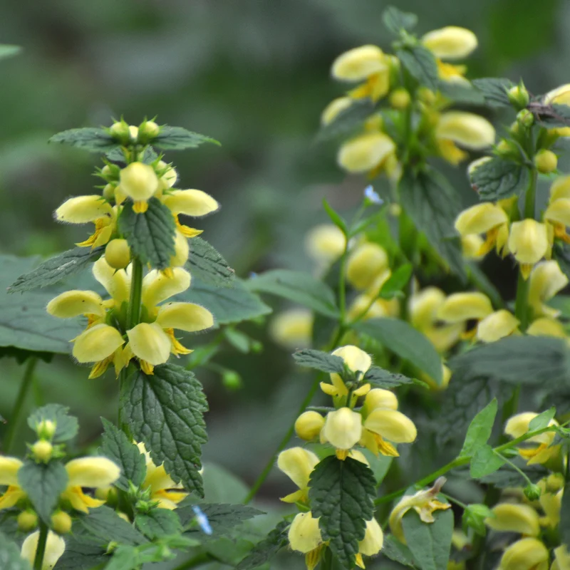 Goldnessel 'Florentinum'