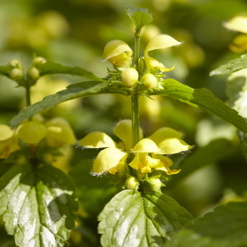 Goldnessel 'Florentinum'