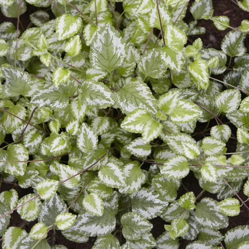 Goldnessel 'Florentinum'