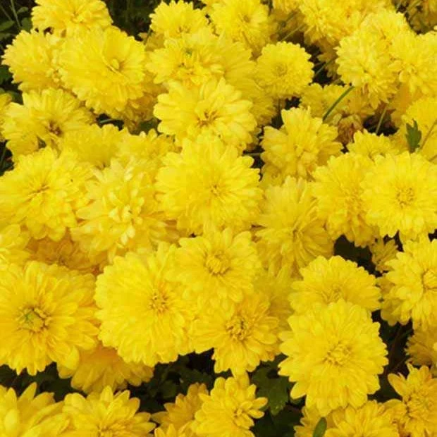 Gartenchrysantheme Citronella