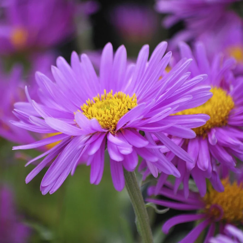 Alpen-Aster ‘Happy End’