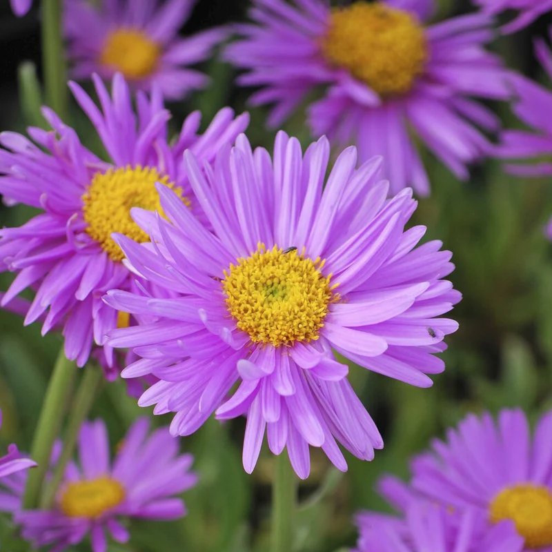 Alpen-Aster ‘Happy End’