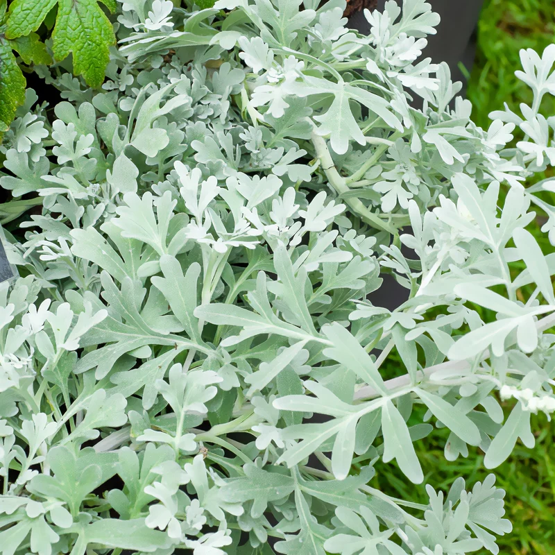 Silber-Beifuß ‘Boughton Silver’