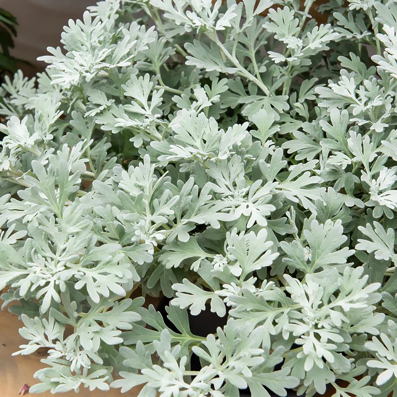 Silber-Beifuß ‘Boughton Silver’