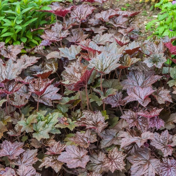 Purpurglöckchen 'Palace Purple'