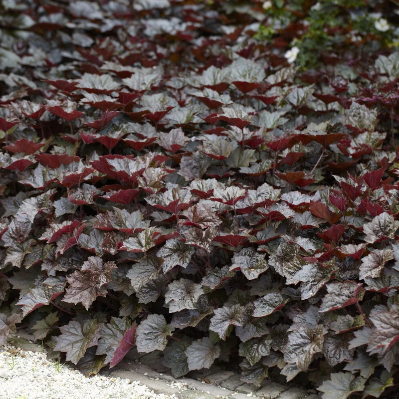 Purpurglöckchen 'Palace Purple'