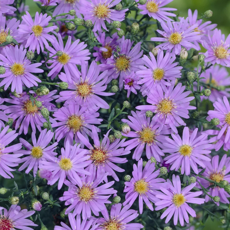 Myrten-Aster ‘Blue Star’