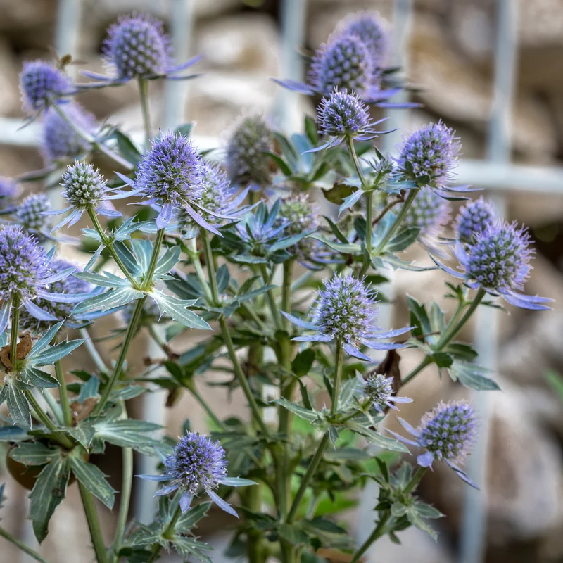Mannstreu 'Blauer Zwerg'