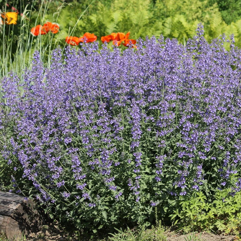 Blaue Katzenminze