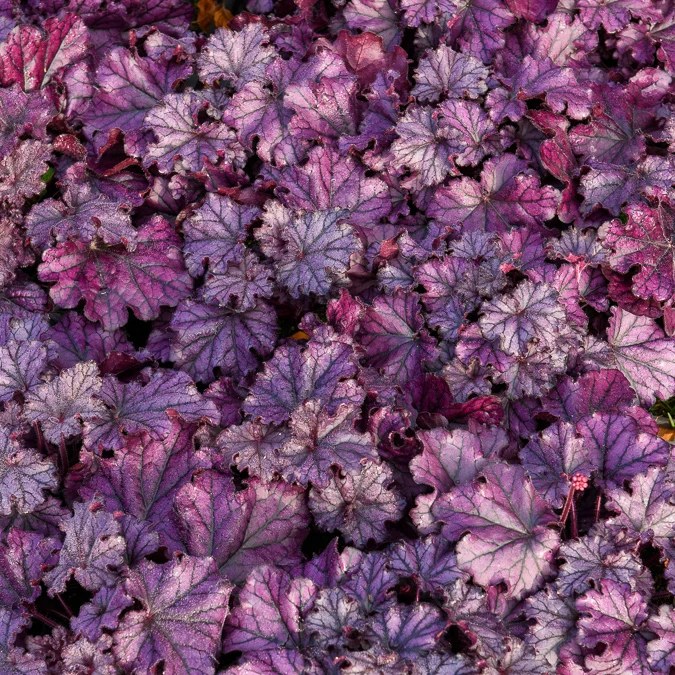 Heuchera Forever Purple
