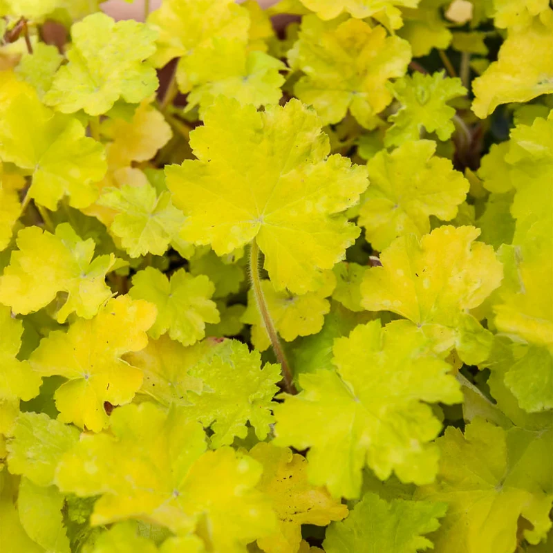 Purpurglöckchen Citronelle ®