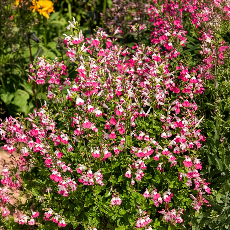 Johannisbeer-Salbei Pink Dream