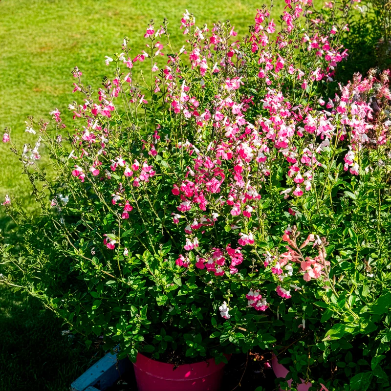 Johannisbeer-Salbei Pink Dream