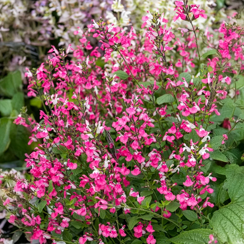 Johannisbeer-Salbei Pink Dream