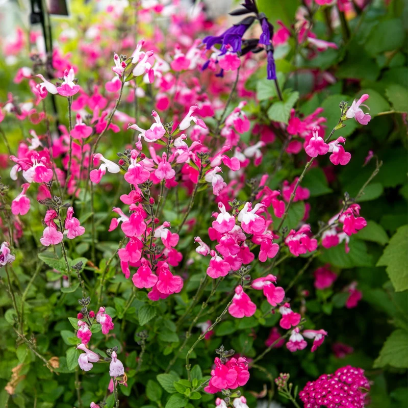Johannisbeer-Salbei Pink Dream