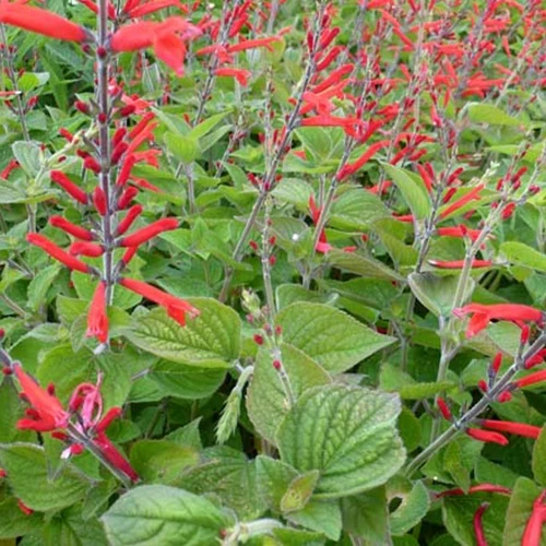 Salbei-Ananas Scarlet Pineapple
