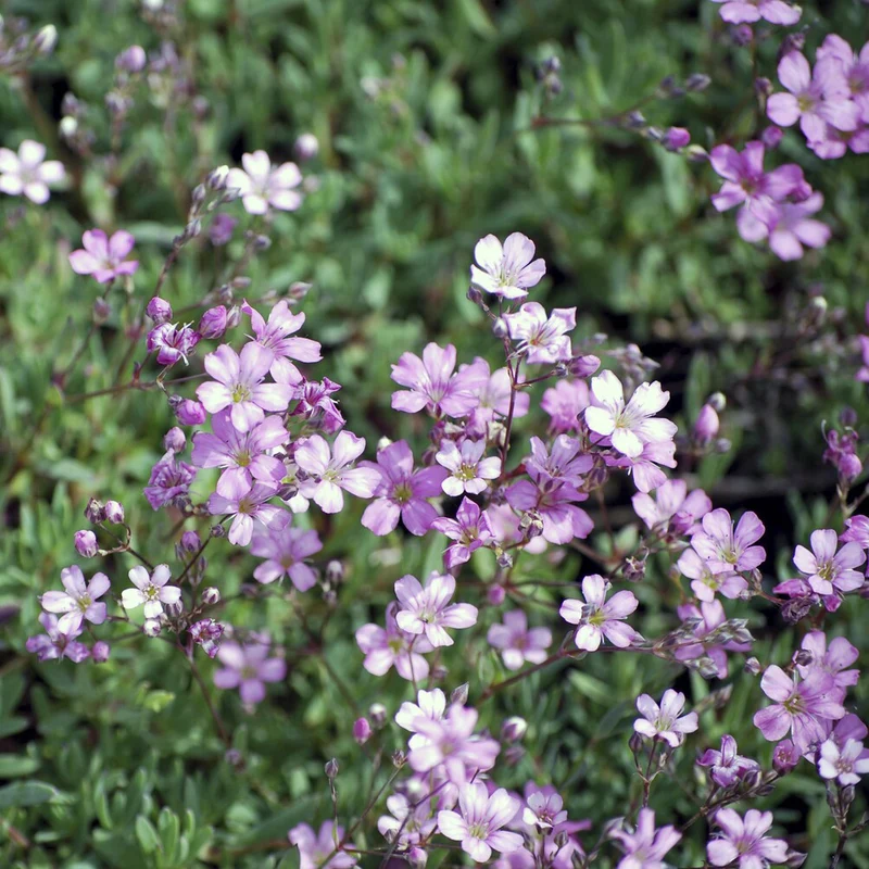 Kriechendes Schleierkraut 'Rosea'