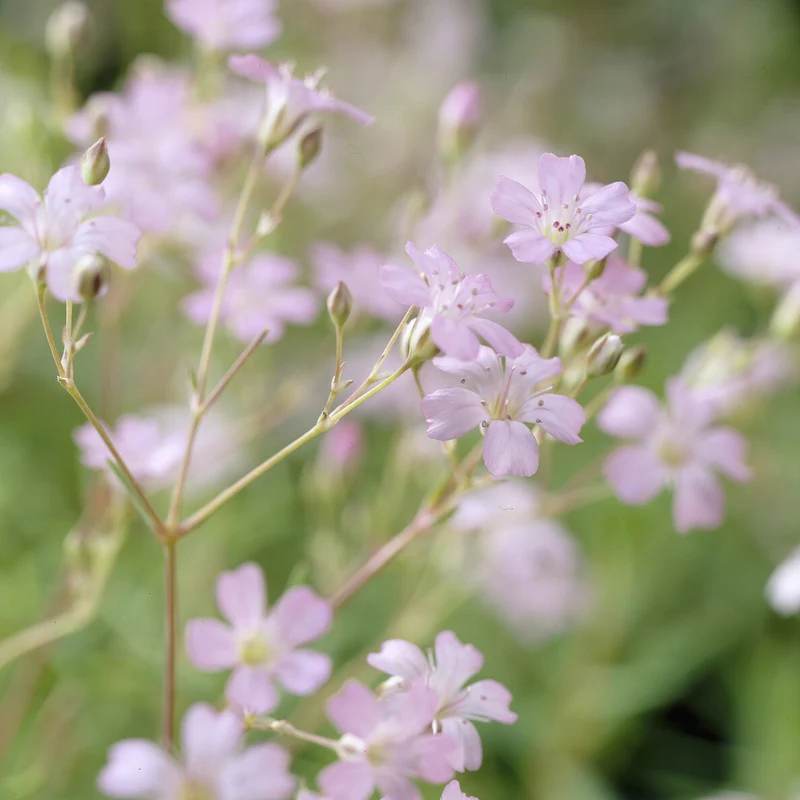 Kriechendes Schleierkraut 'Rosea'