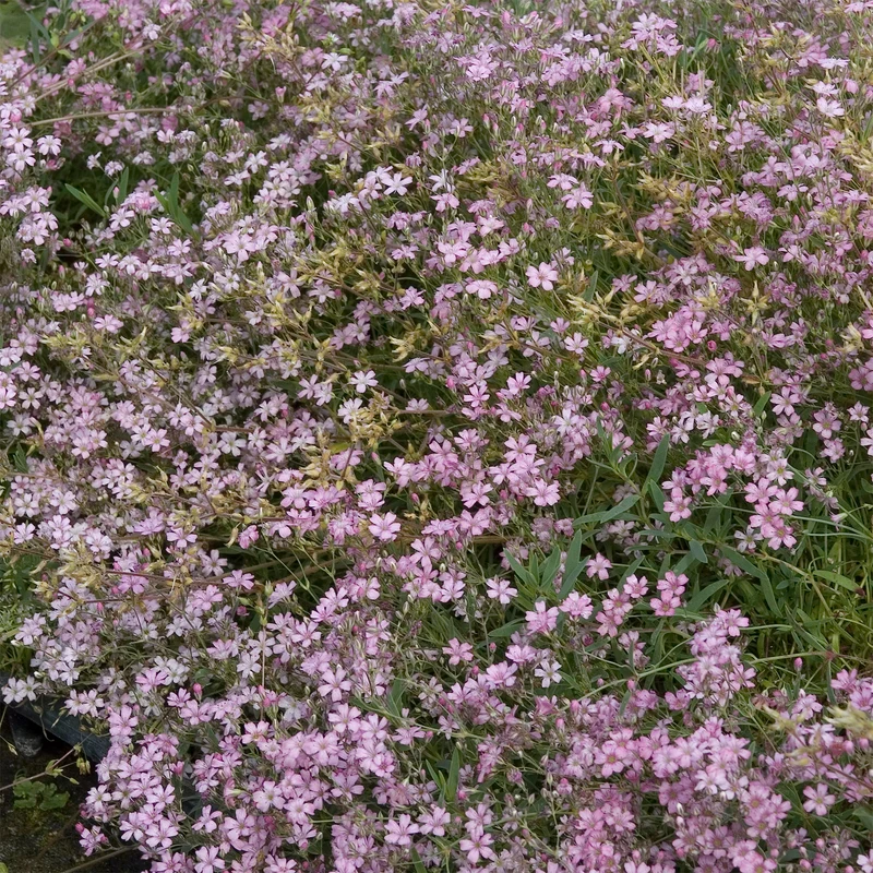 Kriechendes Schleierkraut 'Rosea'