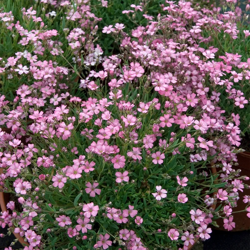 Kriechendes Schleierkraut 'Rosea'