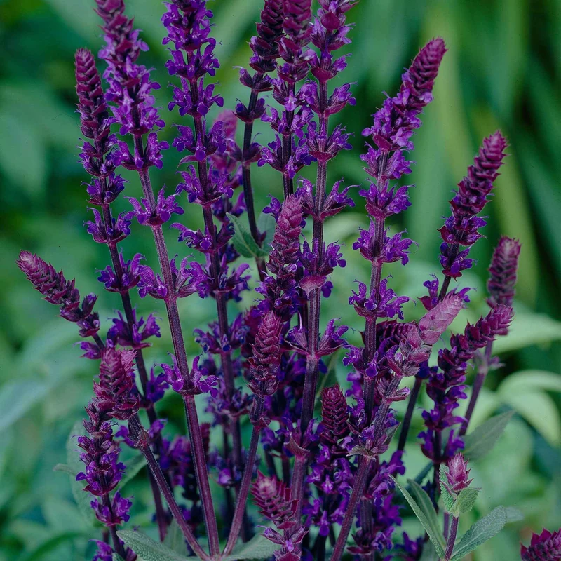Steppen Salbei 'Caradonna'