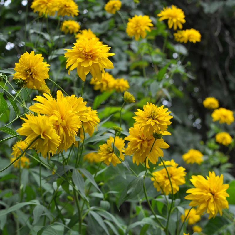 Geschlitztblättriger Sonnenhut 'Goldquelle'