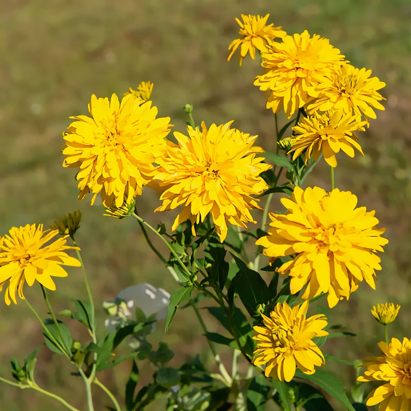 Geschlitztblättriger Sonnenhut 'Goldquelle'
