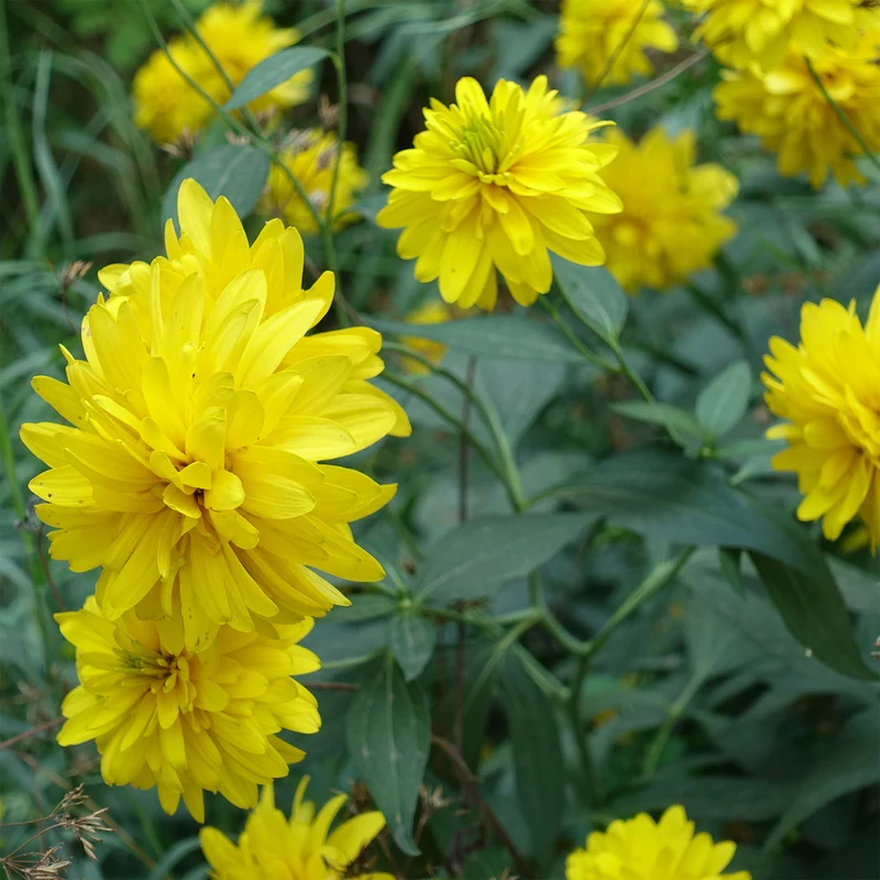 Geschlitztblättriger Sonnenhut 'Goldquelle'