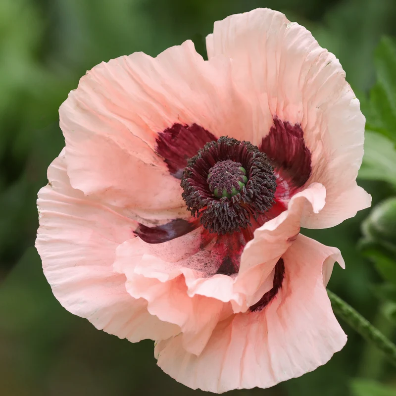 Orientalischer Mohn Mrs. Perry