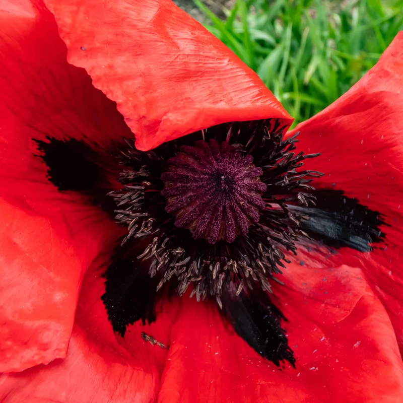 Orientalischer Mohn 'Beauty of Livermere'