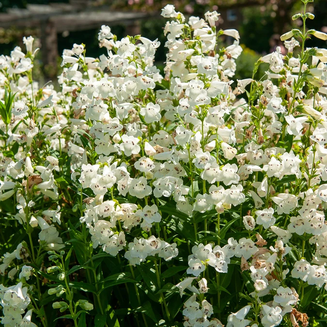 Bartfaden ‘White Bedder’