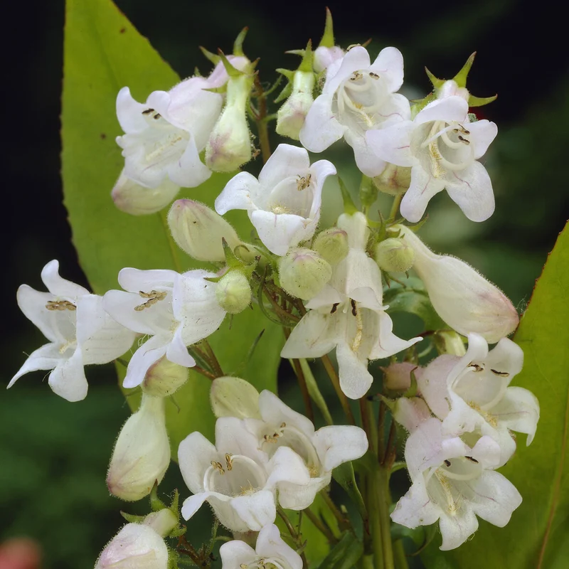 Bartfaden ‘White Bedder’