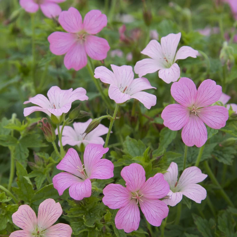 Storchschnabel ‘Rose Clair’