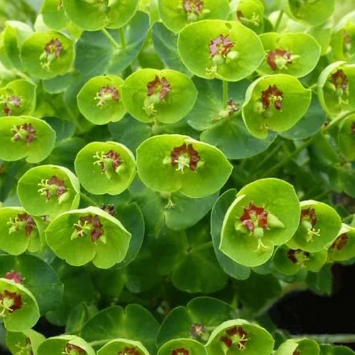 Martins Euphorbia Baby Charm