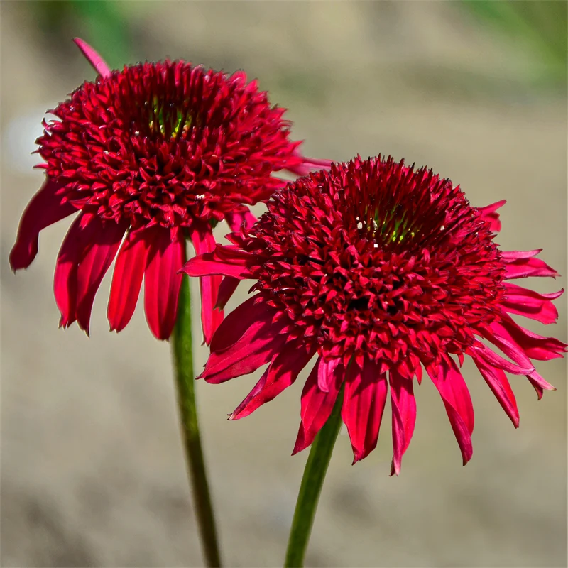 Echinacea Eccentric