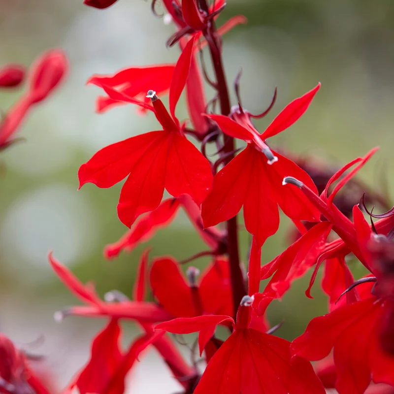 Lobelie 'Queen Victoria'